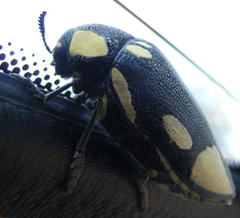 Sternocera orissa orissa