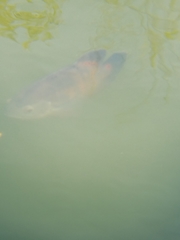 Astronotus ocellatus