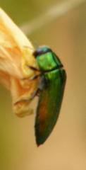 Acmaeodera viridaenea viridaenea