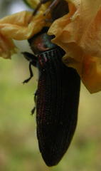 Acmaeodera viridaenea viridaenea