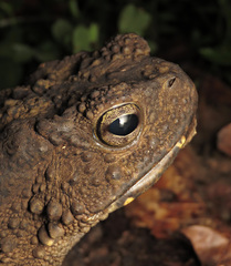 Phrynoidis juxtasper