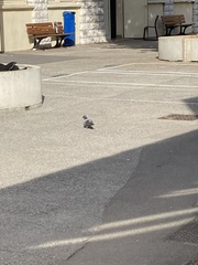 Columba livia domestica