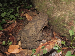 Phrynoidis juxtasper