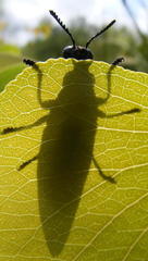 Agelia petelii