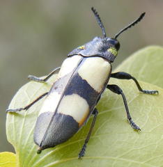 Agelia petelii