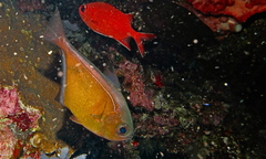 Pempheris vanicolensis