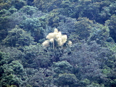 Corypha umbraculifera