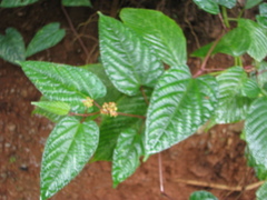 Cissus discolor