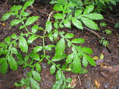Amorphophallus paeoniifolius