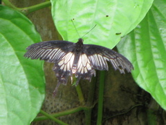 Pachliopta pandiyana