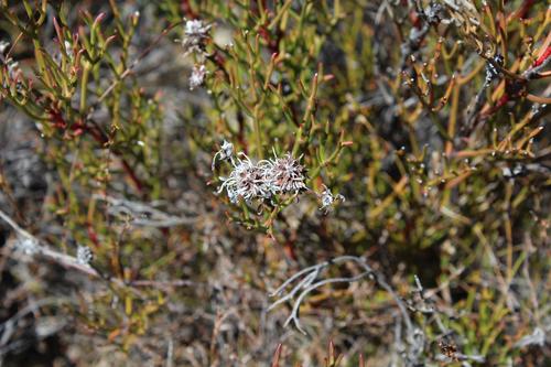 Cederberg spiderhead (Serruria leipoldtii)