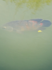 Astronotus ocellatus