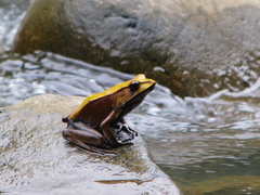 Clinotarsus curtipes