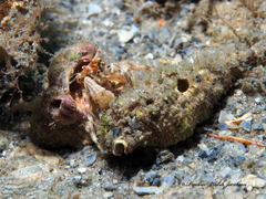 Pagurus brevidactylus