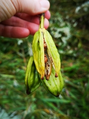 Iris pseudacorus