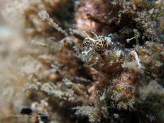 Emblemaria pandionis