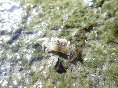 Paracleistostoma