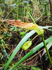 Iris pseudacorus