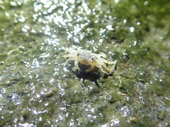 Paracleistostoma
