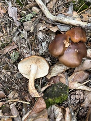 Tricholoma ustale