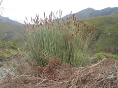 Elegia thyrsoidea