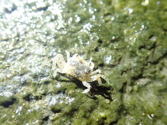Paracleistostoma