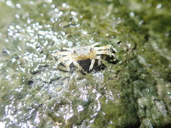 Paracleistostoma