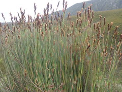 Elegia thyrsoidea