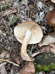 Tricholoma ustale