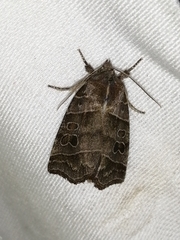 Ipimorpha retusa