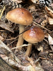 Tricholoma ustale