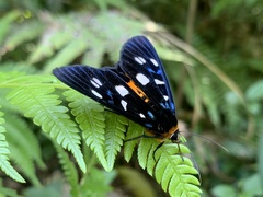 Exsula dentatrix albomaculata
