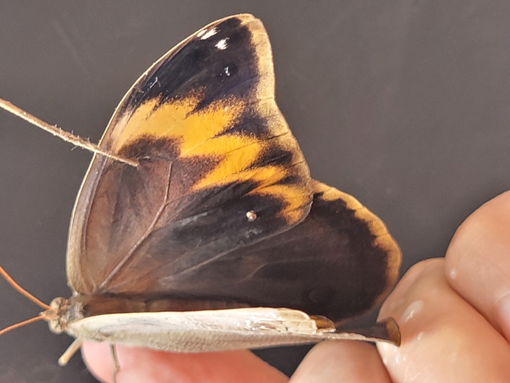 Selenophanes josephus