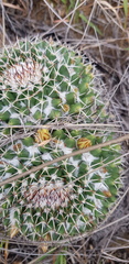Mammillaria karwinskiana karwinskiana