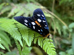 Exsula dentatrix albomaculata
