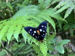 Exsula dentatrix albomaculata