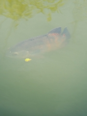 Astronotus ocellatus