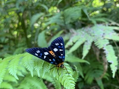 Exsula dentatrix albomaculata