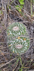 Mammillaria karwinskiana karwinskiana