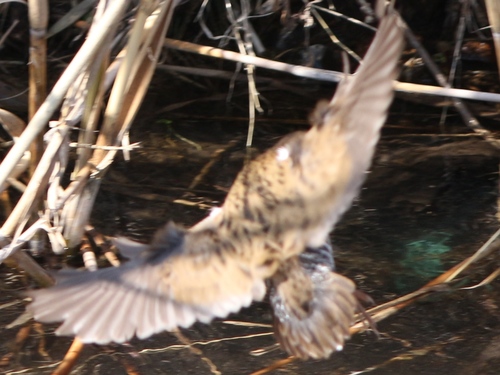 Rallus aquaticus