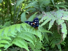 Exsula dentatrix albomaculata