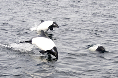 Cephalorhynchus commersonii