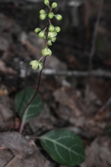 Pyrola chlorantha