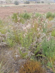 Thamnochortus cinereus