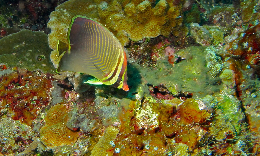Eastern Triangle Butterflyfish