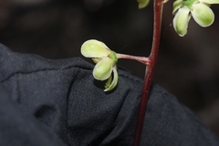 Pyrola chlorantha