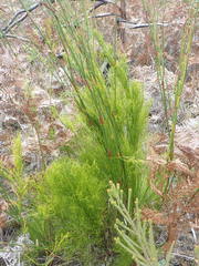 Restio sieberi