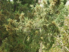 Juniperus bermudiana