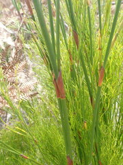 Restio sieberi