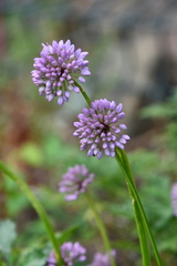 Allium spirale